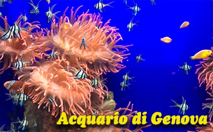 генуя аквариум acquario di genova