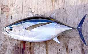 рыба fish tonno длиннопёрый тунец италия