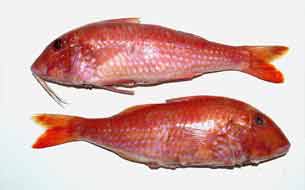 рыба барабулька султанка fango fish sea италия