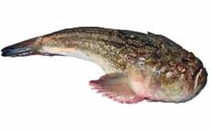 рыба звездочет fish pesce prete lucerna италия
