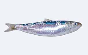 рыба сардина sardina fish sea италия