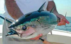 рыба тунец обыкновенный tonno fish sea италия