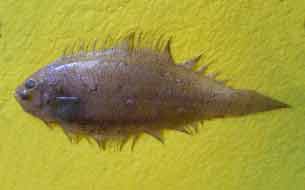 рыба арноглосс fish zanchetta италия