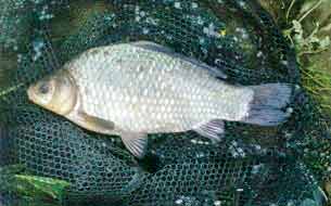 рыба карась серебрянный carassius auratus италия